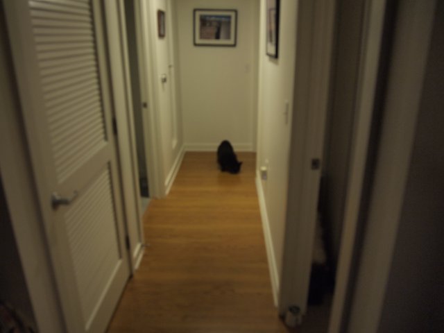 Black Cat in a Hardwood-Floored Hallway