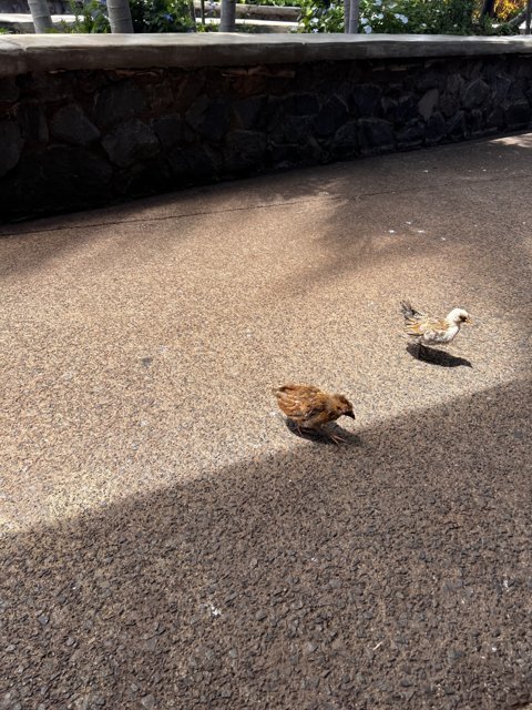 Two Small Birds on the Tarmac