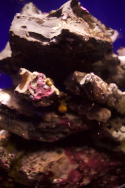 Nature's Candy: The Rainbow Rock of Monterey Bay Aquarium