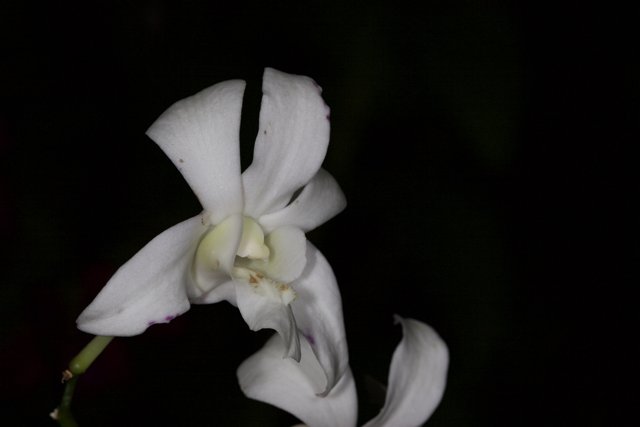 White Orchid in the Dark