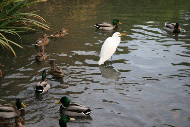 Serene Waterfowl