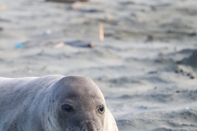 Young Elephant Seal Pup Close-Up at Drakes Beach