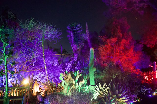 Enchanted Night at the Ruth Bancroft Garden