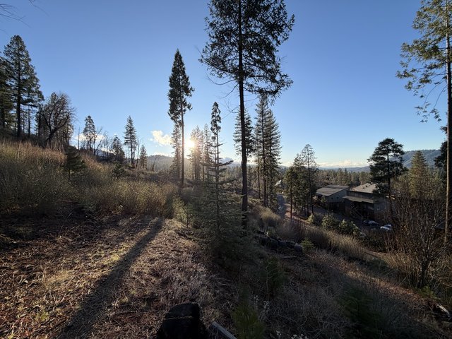 Golden Hour Sunburst Through Sierra Nevada Pines