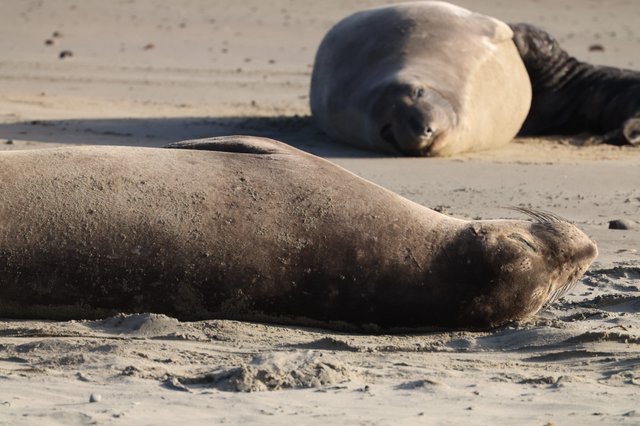 Elephant Seals Resting on Sandy Beach at Drakes Beach