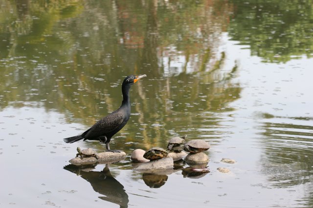 Cormorant at Rest