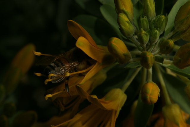 Busy Bee on Yellow Lily