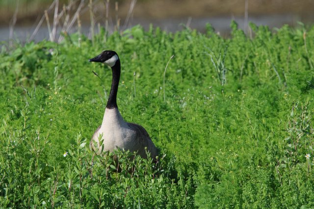 Canada Goose Standing Alert in Spring Wetland Grass