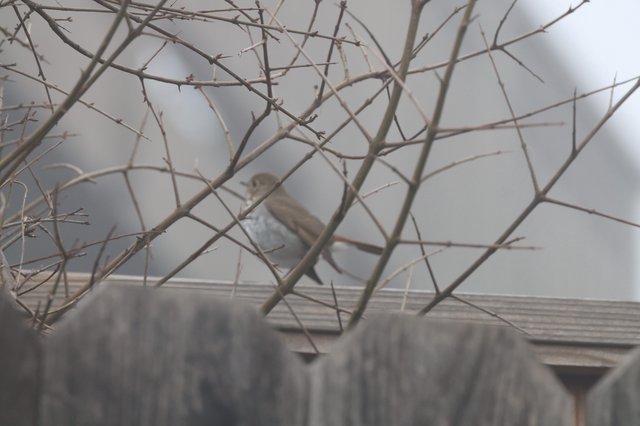 Sparrow Perched Among Winter Branches at Dusk