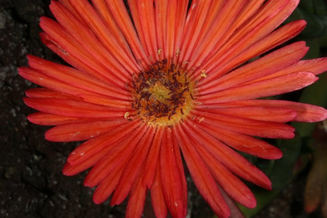 Red Daisy with Yellow Centers