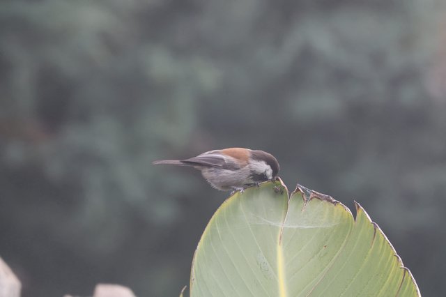 Chestnut-Backed Chickadee Perched on Dried Leaf