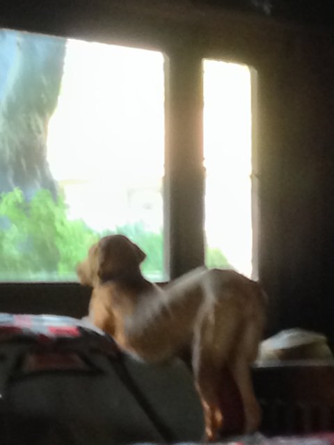 Puppy's Window Gaze