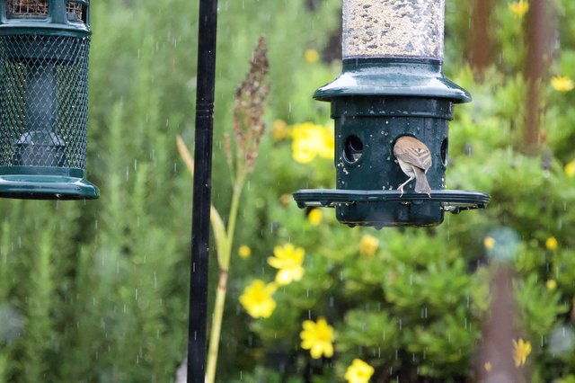 Small Bird Feeding in the Rain at Garden Feeder