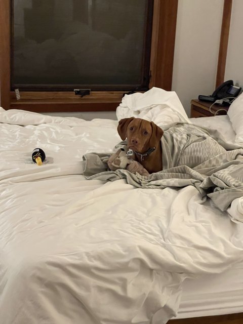 Cozy Canine on Comfy Bed