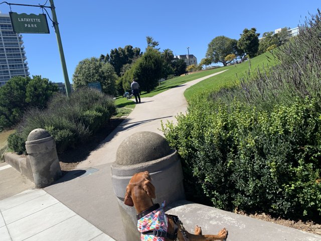 Serene Pup in Lafayette Park