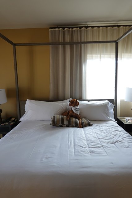A Canine in a Canopy Bed