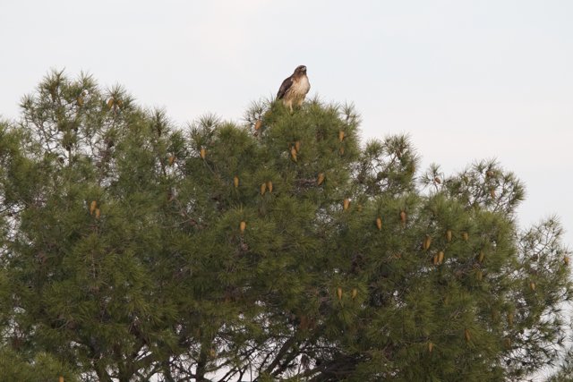 Majestic Red-Tailed Hawk Amidst the Pines