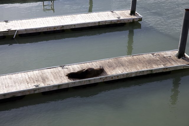 Harbor Sentinel: The Dockside Seal