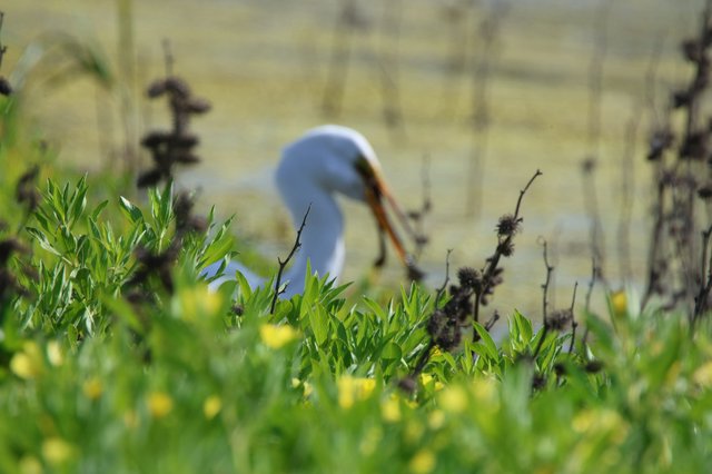 Great Egret Foraging Among Spring Wildflowers at Water's Edge
