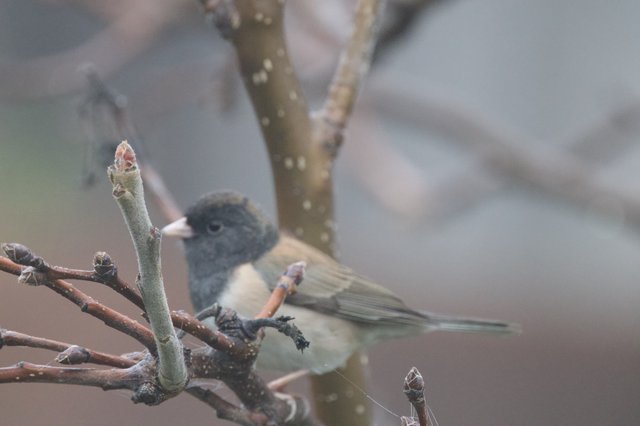 Dark-Eyed Junco Perched on Winter Branch