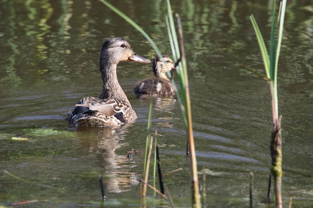 Female Duck and Duckling Swimming Among Reeds