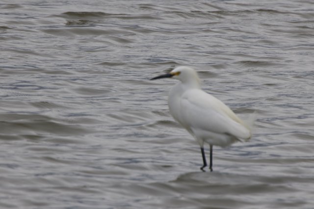 Graceful Sentinel of the Bay