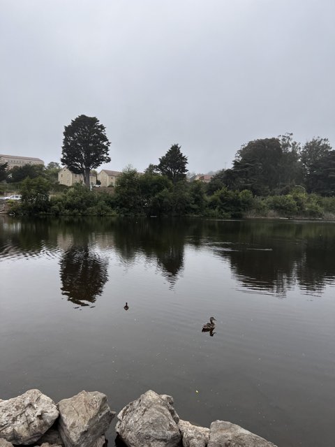 Peaceful Pond Life