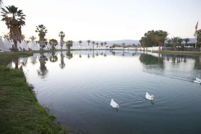 Graceful Swans on the Coachella Lake