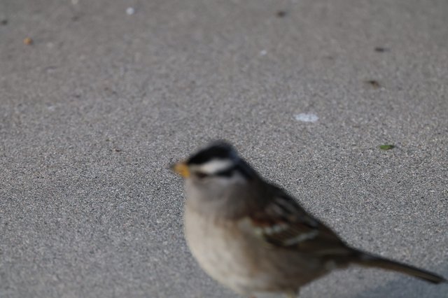 White-Crowned Sparrow on Asphalt Path Close-Up