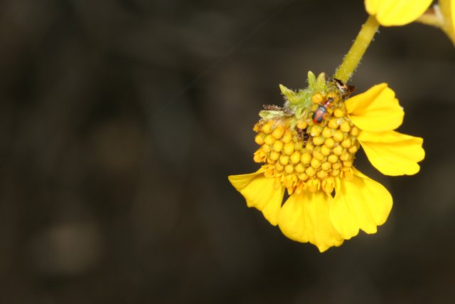 Busy Bee on a Daisy