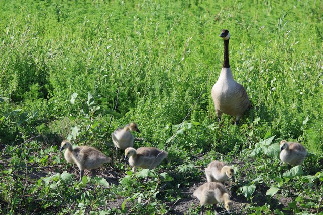 Canada Goose Family Foraging in Yolo Wetlands