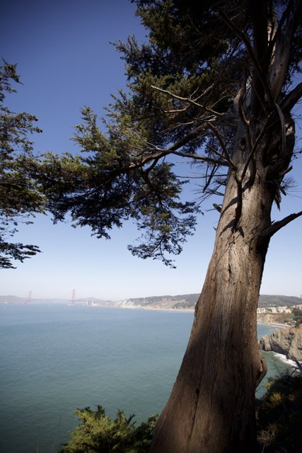 Majestic Tree and Golden Gate Bridge