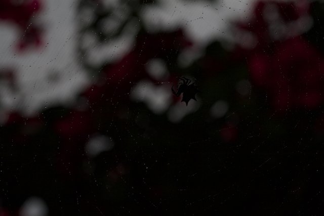 Dark Encounter with a Red-Flowered Spider