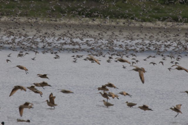 Symphony in Flight: Nature’s Grandeur
