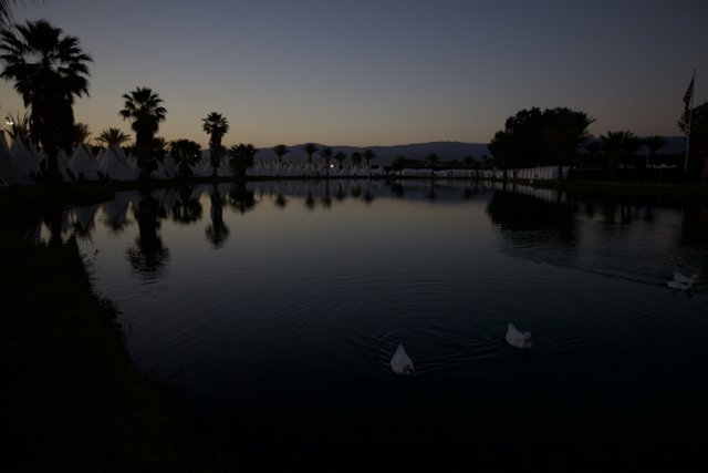 Serene Sunset Scene with Swans