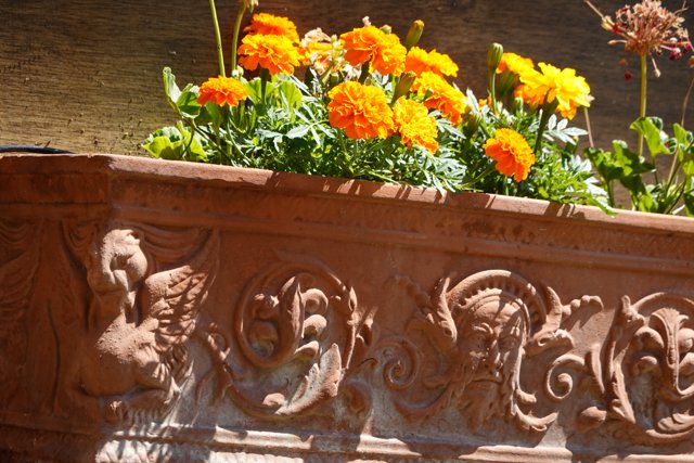 Vibrant Marigold Flower Box