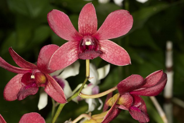 A Vibrant Red Orchid Blooms