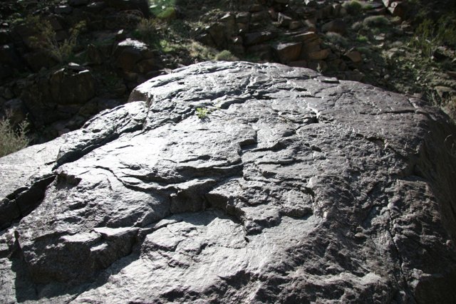 The Resilient Plant on Slate Rock