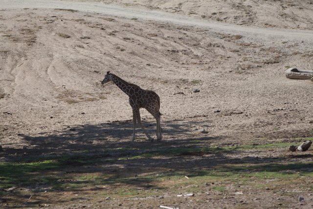 Majestic Giraffe Strolling Through the Grassland