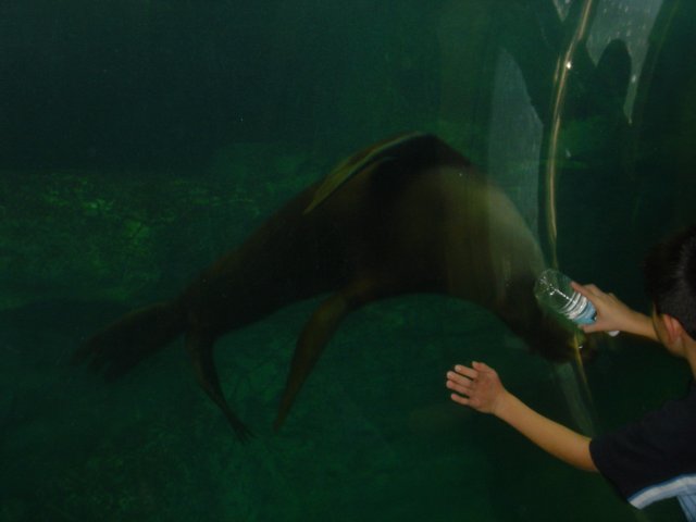 Feeding Time at the Aquarium