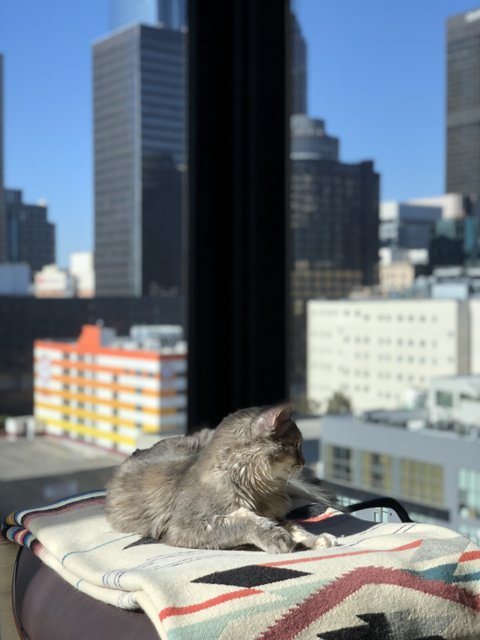City Cat's Relaxation