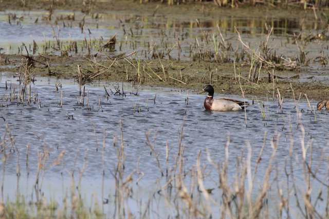 Northern Shoveler Drake in Flooded Agricultural Wetland