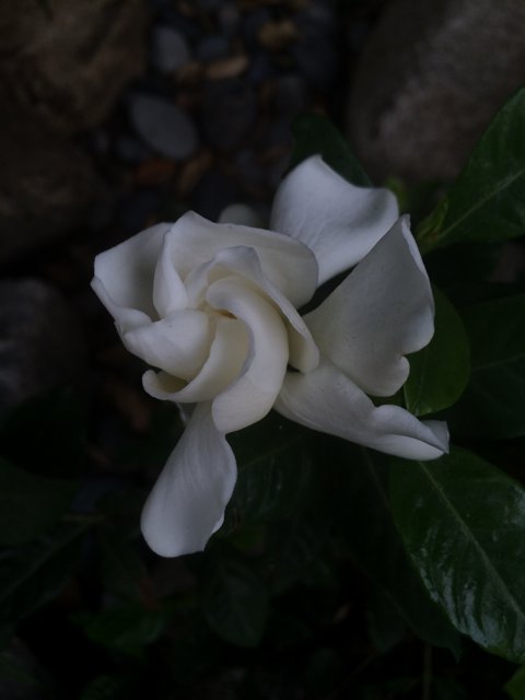 A White Rose Among Rocks
