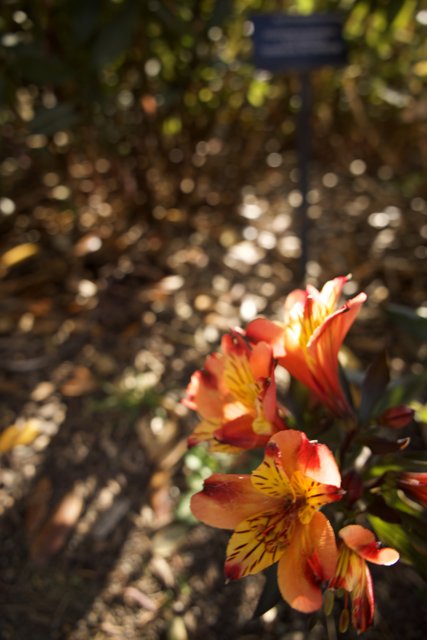Sun-drenched Petals: Delightful Floral Array at San Francisco Botanical Garden