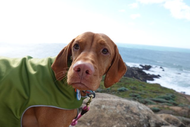 Canine in Green Jacket takes in the Ocean View