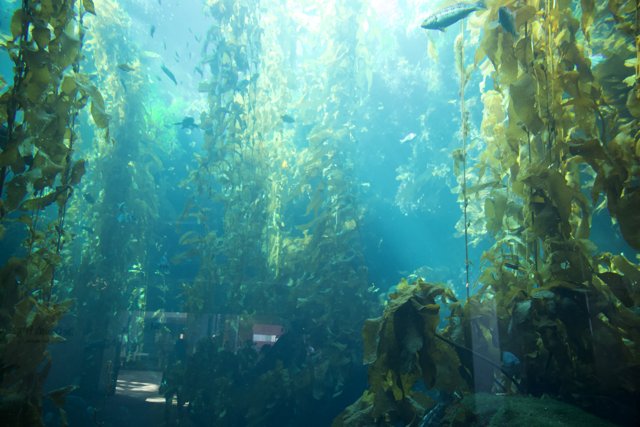 Immersed in the Underwater Beauty: The Kelp Forest