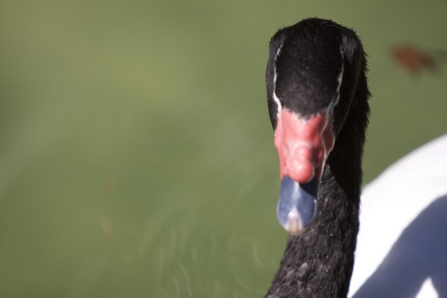 Majestic Black Swan with a Striking Red Beak