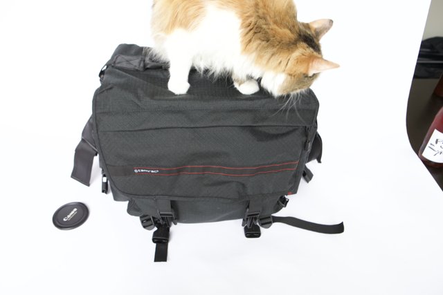 Cat on Backpack Adventure