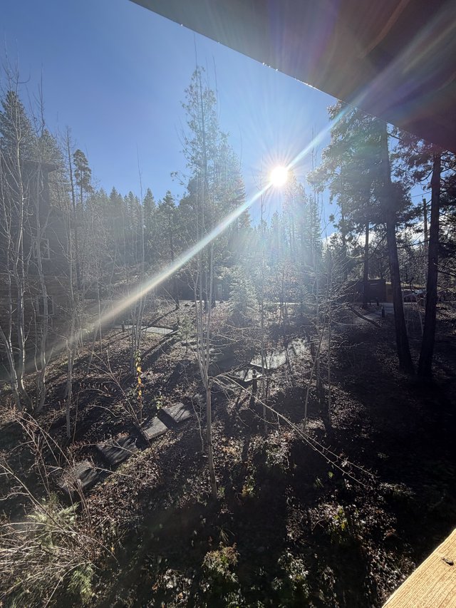 Winter Sun Flare Through Bare Sierra Nevada Trees