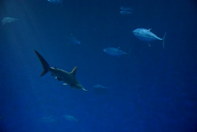 Under the Sea: A Showcase of Monterey Aquatic Life